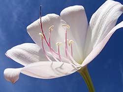 pure lily